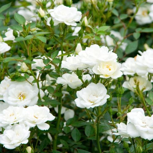 Rosen Gärtnerei - bodendecker rosen  - weiß - Rosa Kent Cover ® - mittel-stark duftend - L. Pernille Olesen,  Mogens Nyegaard Olesen - -